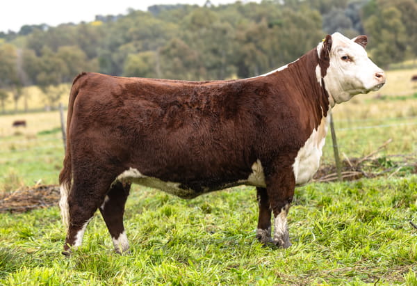 Lote Terneras PP