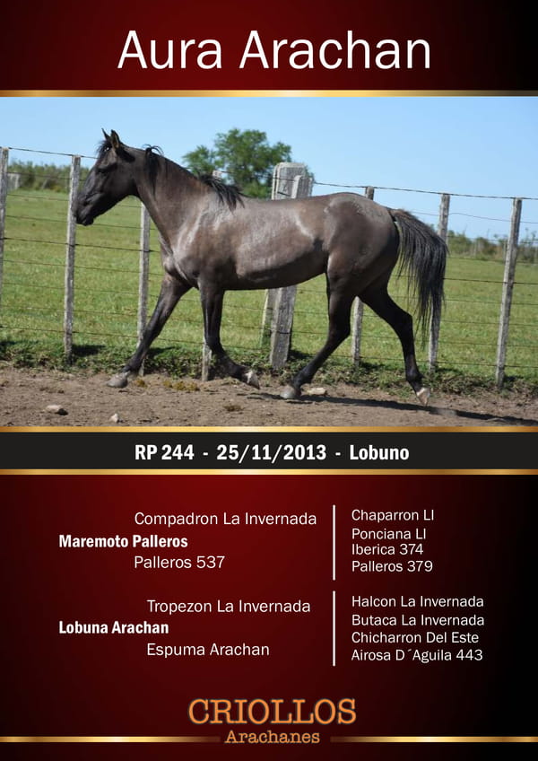 Lote Aura Arachán - RP 244