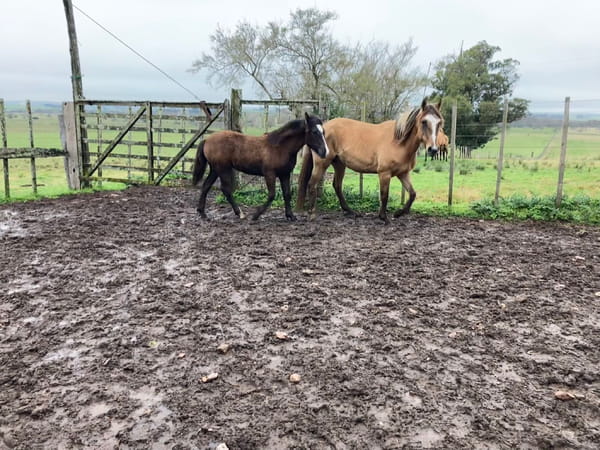 Lote Belladona del mavial