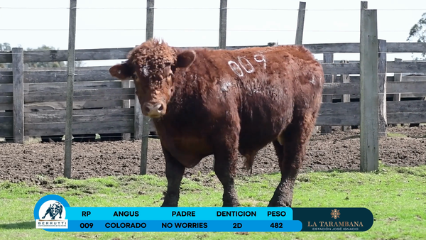 Lote Toro