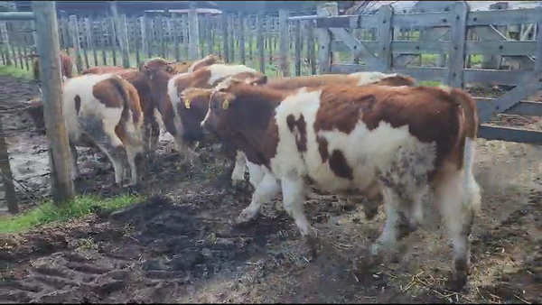 Lote 23 Ternero en Melipeuco, IX Región Araucanía