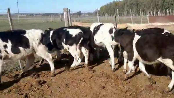 Lote 18 Terneros holando