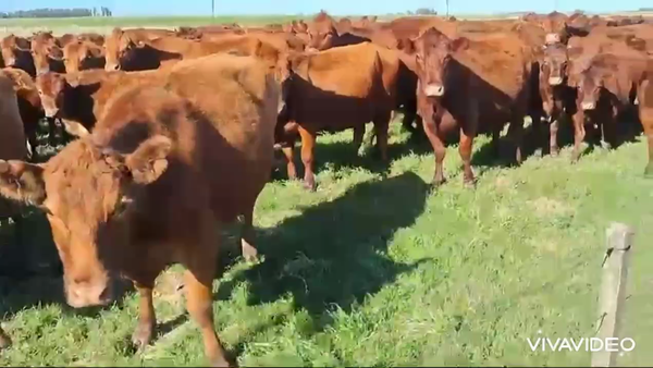 Lote 70 Terneros