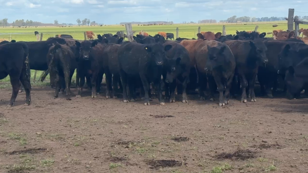 Lote 65 Terneras