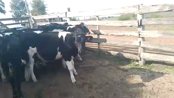 Lote 8 Terneros Hol.