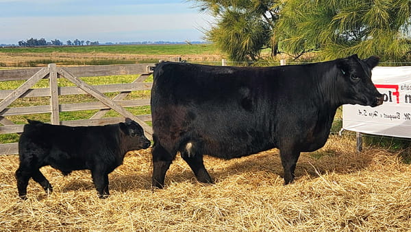 Lote HEMBRAS