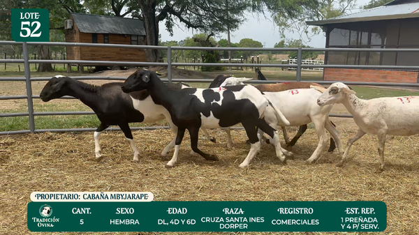 Lote LOTE 52 - POR PANTALLA