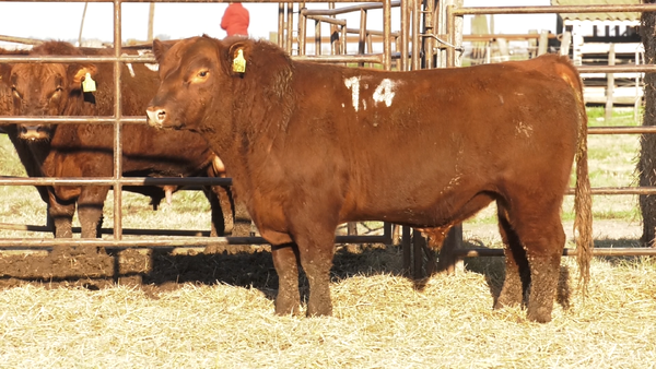 Lote TOROS ANGUS COLORADOS  PC