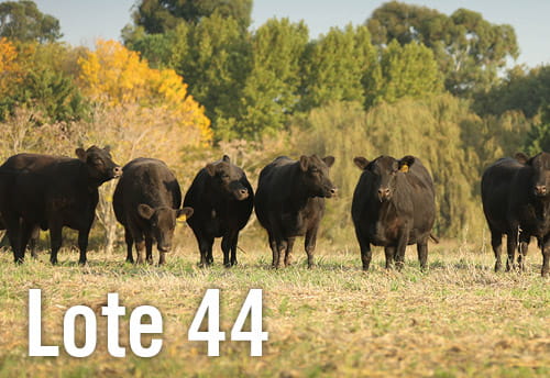 Lote 3 VAQUILLONAS PREÑADAS PURAS DE PEDIGREE
