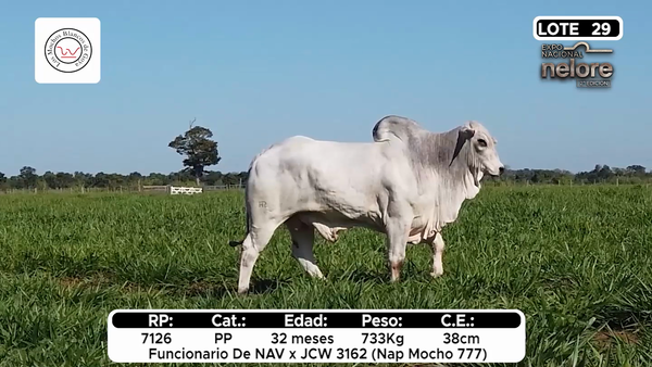Lote Nacional Nelore Campo - Lote 29