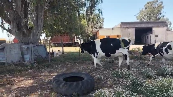 Lote 3 Vaquillonas  460kg - , San José