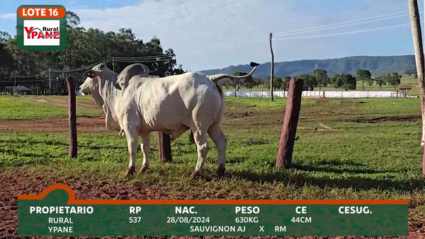 Lote YPANÉ