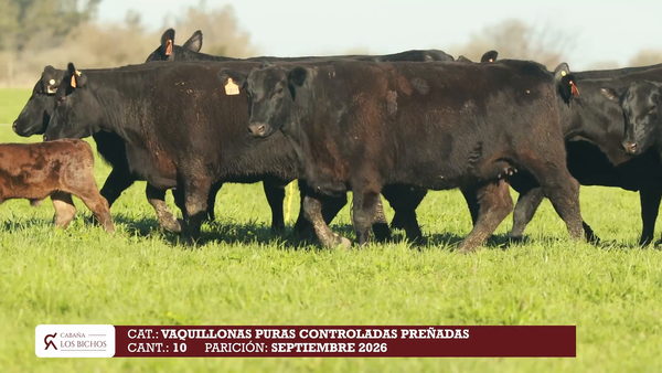 Lote Vaquillonas PC preñadas