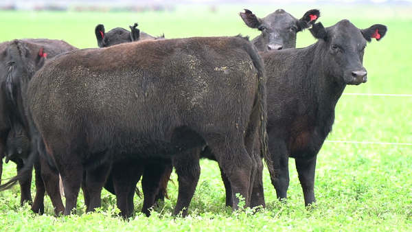 Lote VAQUILLONA MAS