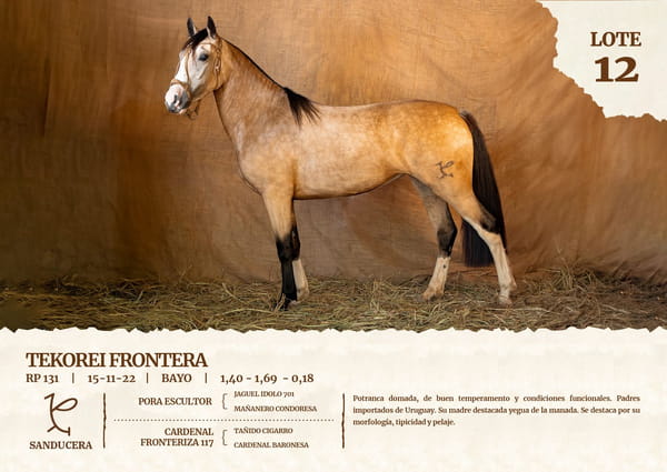 Lote TEKOREI FRONTERA