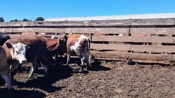 Lote 20 Vaquilla Gorda en Los Ángeles, VIII Región Biobío