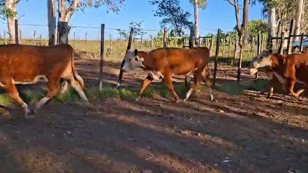 Lote VAQUILLONAS