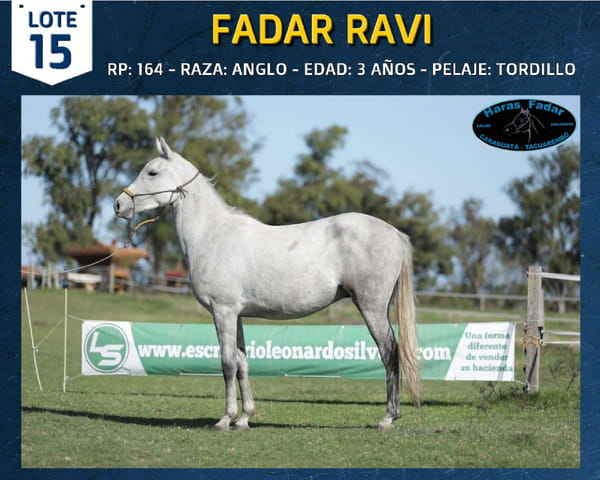 Lote FADAR RAVI
