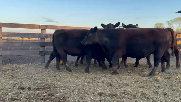 Lote Vaquillonas PC preñadas