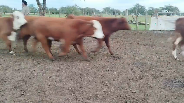 Lote 60 Terneras en Corrientes, Curuzu Cuatia