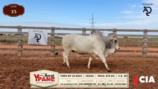 Lote Lote 35