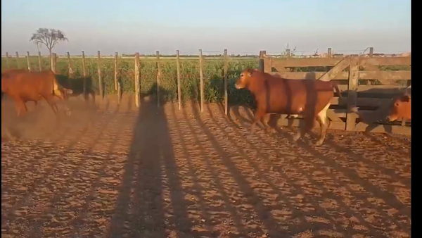 Lote 420 Novillitos