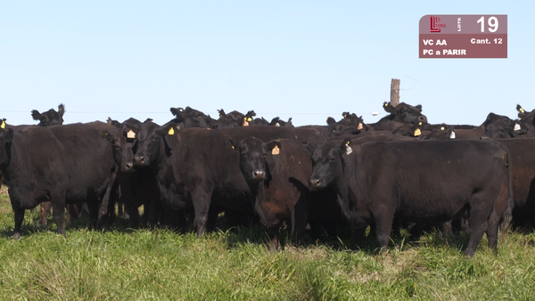 Lote VACAS ANGUS NEGRAS PURAS CONTROLADAS PARIDAS