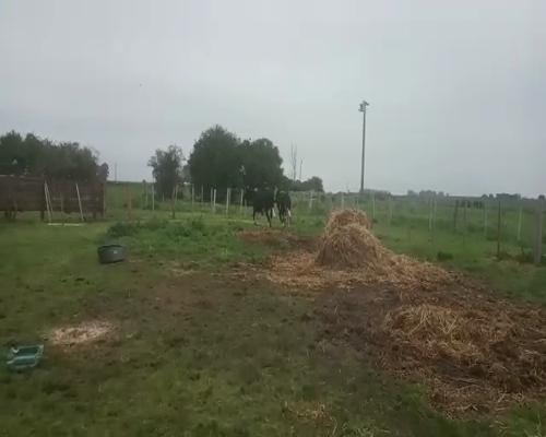 Lote 2 Vaquillonas  HOLANDO 380kg - , San José