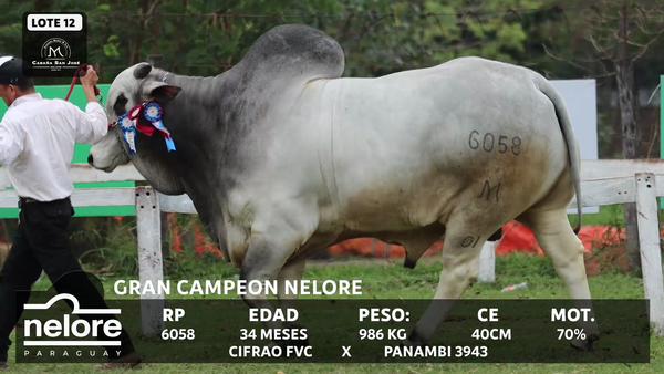 Lote LOTE 12 - BOZAL