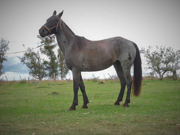 Lote VASCA EL TACUARAL - R.P. 328