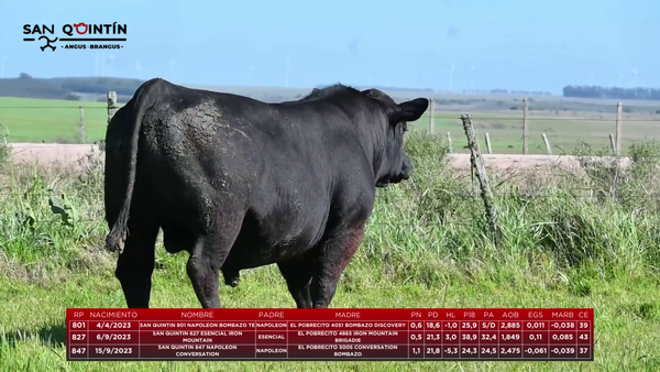 Lote LOTE 1 - ABERDEEN ANGUS PI