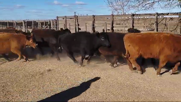 Lote 60 TERNS HEMBRAS, HENDERSON, PCIA. DE BS. AS.