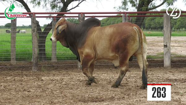 Lote Brahman