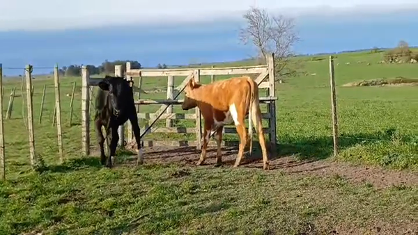 Lote (Vendido)2 Vaquillonas 1 a 2 años 300kg -  en PUNTAS DEL PERDIDO