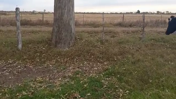 Lote Ricardo Nicola - Vaq. Para Entorar