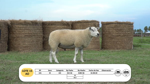 Lote Lote 15 - AO