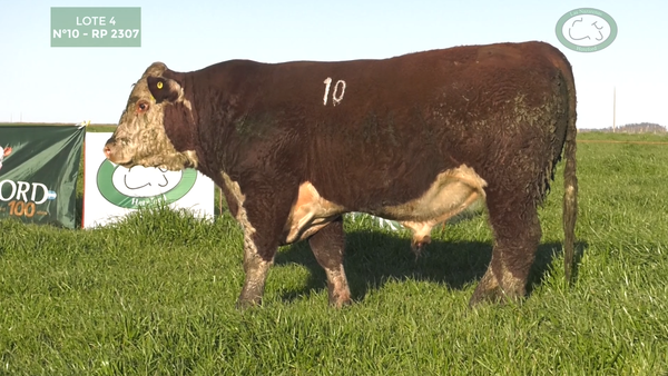Lote Toros Polled Hereford Puros Registrados. Las Nazarenas