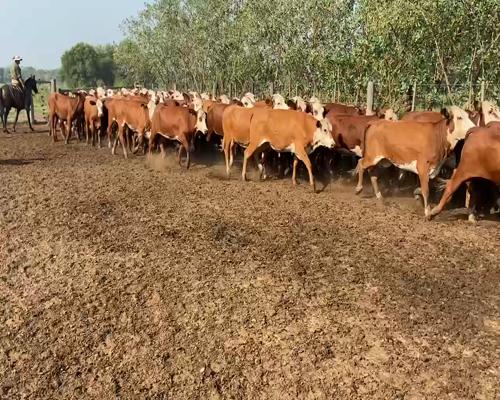 Lote 110 Vaquillonas en Pirané, Formosa