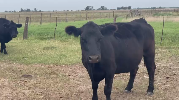 Lote 35 Vacas CUT preñadas en Pehuajó