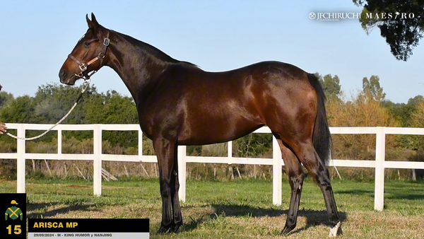 Lote ARISCAMP