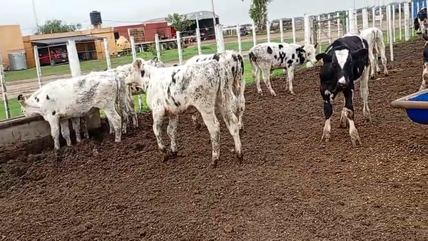 Lote 10 Terneros Holando Argentino en Freyre,  Córdoba