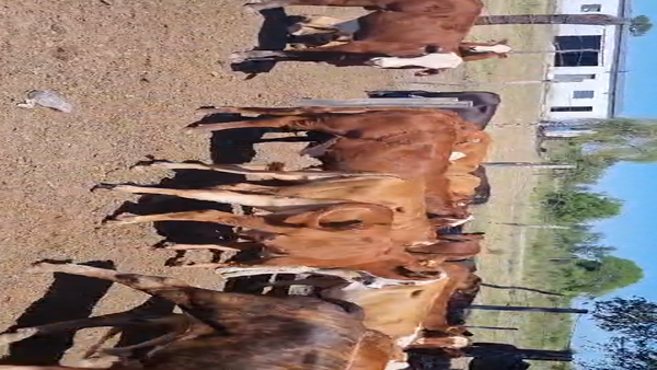 Lote 110 Terneros en Corrientes, Capital