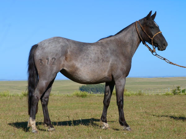 Lote Ibiza del Cerro Grande