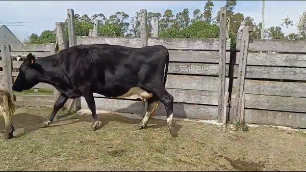 Lote VACAS HOLANDO PREÑADAS