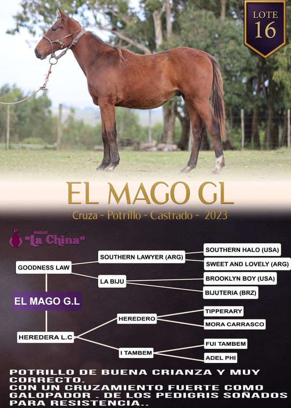 Lote EL MAGO GL