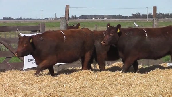 Lote Vaquillonas Coloradas Preñadas