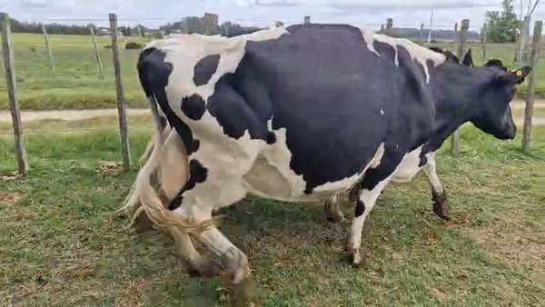 Lote 3 Vaca, San José