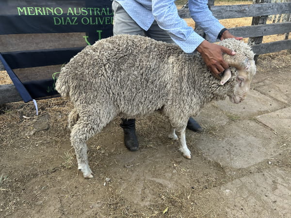 Lote Borrego 2D (MO: Si)
