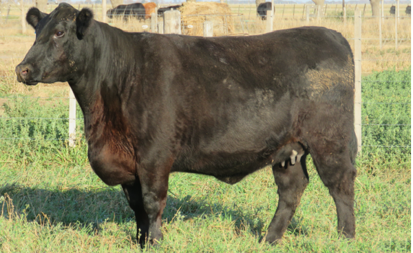Lote Vaquillonas  Angus -  Don Pedro