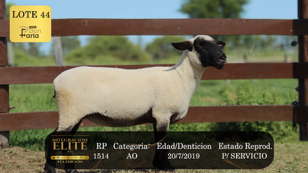 Lote LOTE 44